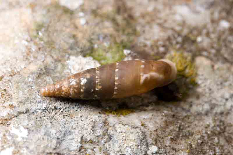 Clausilia laziale